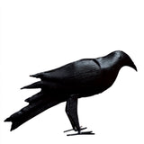 Iron Crows