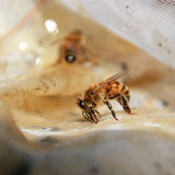 Solid Perfume Handmade with Beeswax - Truman-Lange General Store